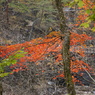 紅葉と虹見橋