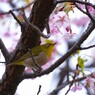 弥生の桜～ⅻ