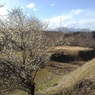丘の梅と高原山（3月3日）