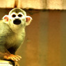 common squirrel monkey