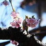 弥生の桜～xvii