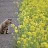 花より団子