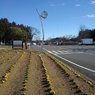 道の駅のパンジー花壇と時計台（3月2日）