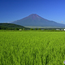 水田と富士山