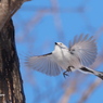 野鳥_Mar2024