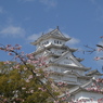 春の姫路城