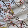 春の情景　姫路城にて