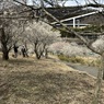 高尾梅郷梅まつり