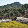 瀬戸内の三千本桜 2011 (9)