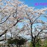 瀬戸内の三千本桜 2011 (13)