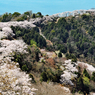 瀬戸内の三千本桜 2011 (15)