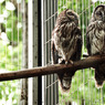 hondo ural owl