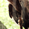 white-tailed eagle