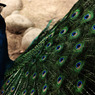 Indian peafowl