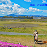 相模川の芝桜 2019-4 (2)