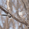 野鳥_Mar2024