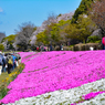 相模川の芝桜 2019-4 (4)