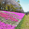 相模川の芝桜 2019-4 (5)