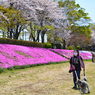 相模川の芝桜 2019-4 (6)