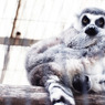 ring-tailed lemur