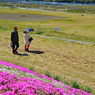 相模川の芝桜 2019-4 (10)