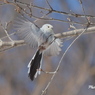 野鳥_Mar2024