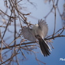 野鳥_Mar2024