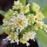 花束の中にまた花束