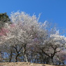 宝登山梅園の梅(1)