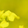 6月の菜の花