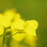 6月の菜の花