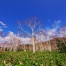 WhiteBirch & BlueSky