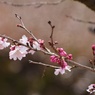 3月の十月桜