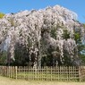 春よ来い(京都御苑)