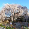 春がいっぱい(本満寺)