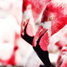 pink-flamingo