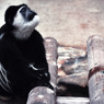 abyssinian colobus