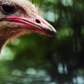 ostrich