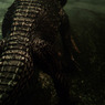 west african dwarf crocodile