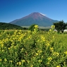富士山には月見草がよく似合う