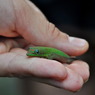  Gecko