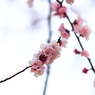 あけぼの山農業公園