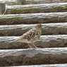 野鳥観察日記　トラツグミ