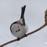 野鳥_Mar2024