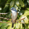 野鳥観察日記　旅立ち前