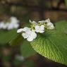 葉脈・山の紫陽花