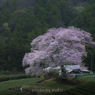 牛代の水目桜　夜明け前
