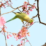 鳥だって、桜を楽しみたいよ