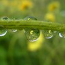 しずくのお花入れ