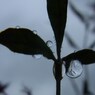 粋なしずく